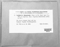 Psathyrella disseminata image